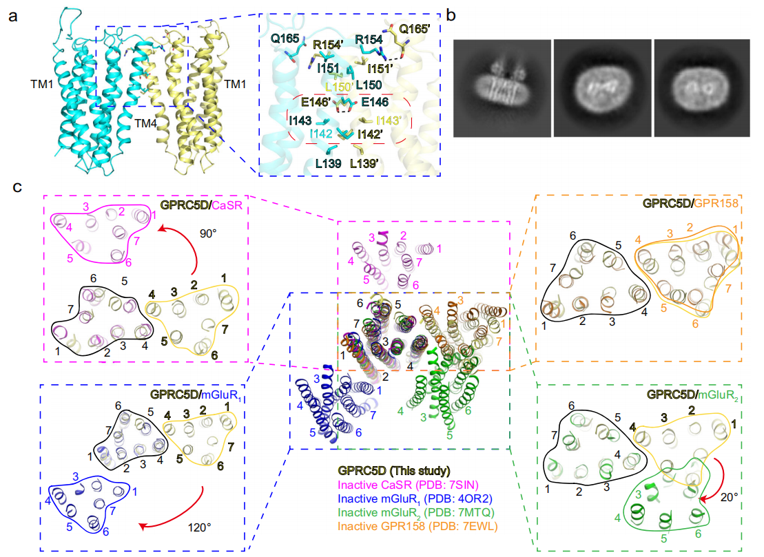The binding mechanism of an anti multiple myeloma antibody to the human GPRC5D homodimer